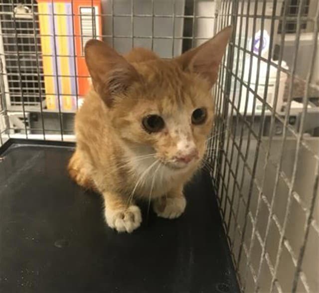 Ghost - Domestic Short Hair