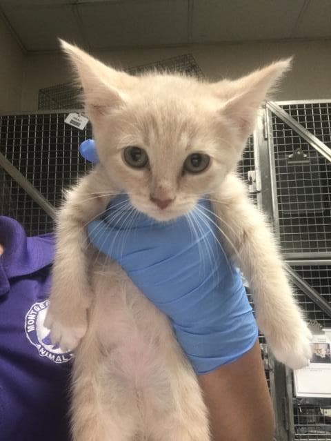 Unknown - Domestic Short Hair