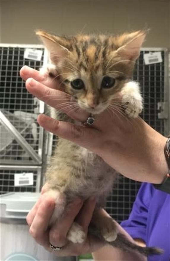 Unknown - Domestic Short Hair