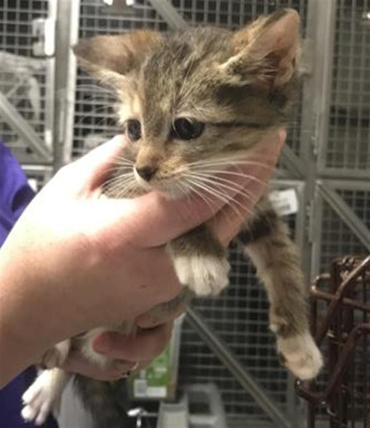 Unknown - Domestic Short Hair
