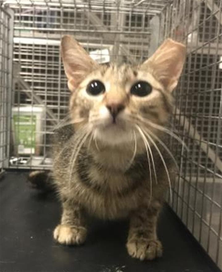 Unknown - Domestic Short Hair