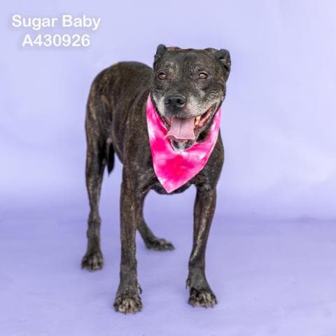 Sugar Baby - Pit Bull Terrier
