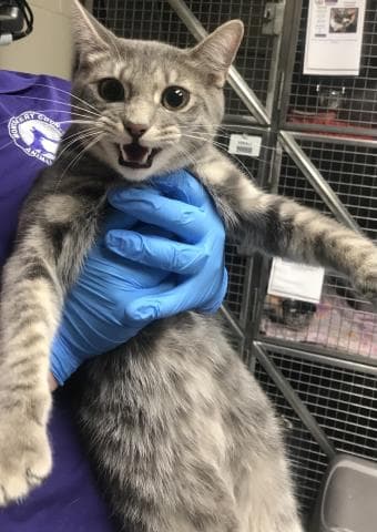Finn - Domestic Short Hair
