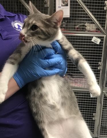 Rey - Domestic Short Hair
