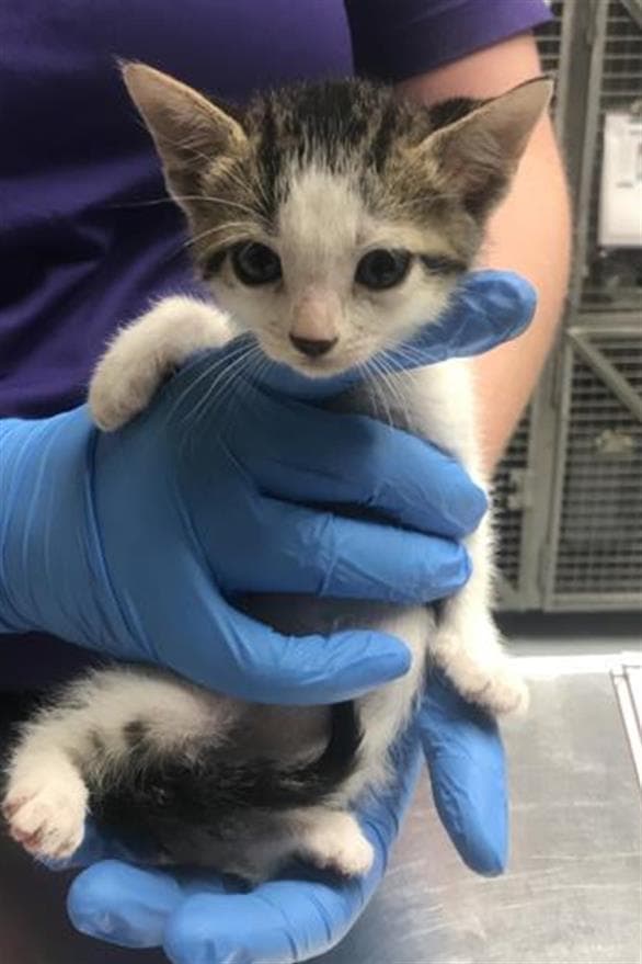 Unknown - Domestic Short Hair