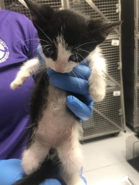 Unknown - Domestic Short Hair