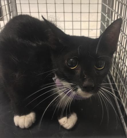 Unknown - Domestic Short Hair