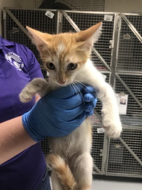 Unknown - Domestic Short Hair