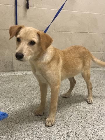 Rosella - Labrador Retriever