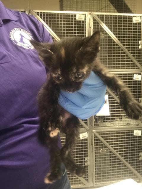 Unknown - Domestic Short Hair