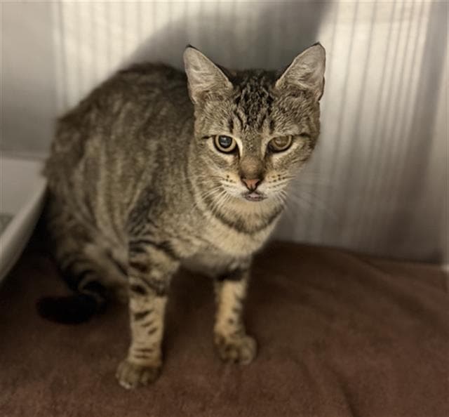 Kiwi - Domestic Short Hair
