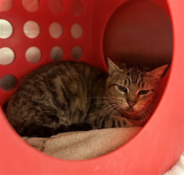 Kiwi - Domestic Short Hair