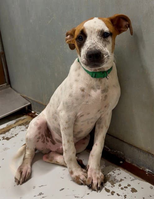 Unknown - Australian Cattle Dog/Blue Heeler