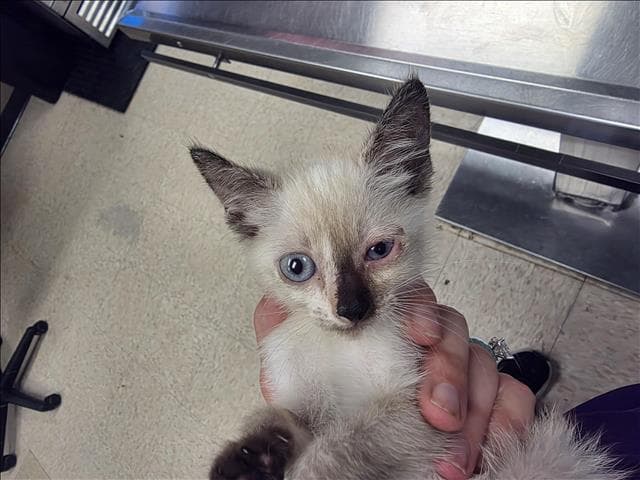 Leia - Siamese
