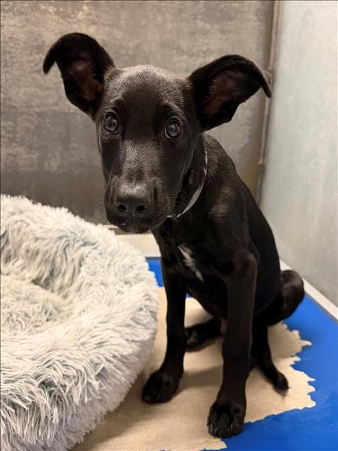Arthur - Labrador Retriever