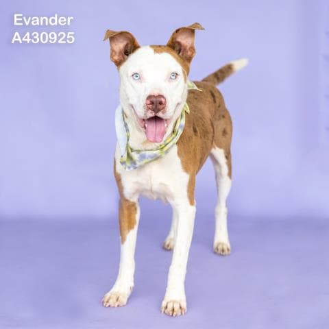 Evander - Pit Bull Terrier