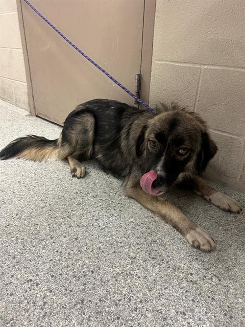 Cosmo - Anatolian Shepherd