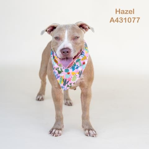 Hazel - Pit Bull Terrier