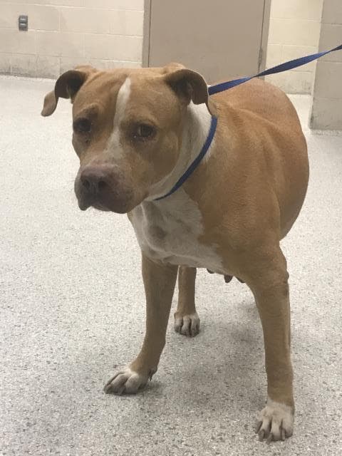 Unknown - Pit Bull Terrier