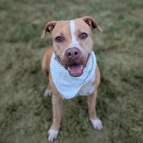 Unknown - Pit Bull Terrier