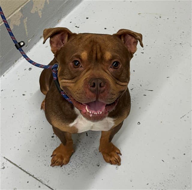 Tootie - American Bulldog