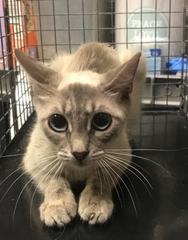 Unknown - Domestic Short Hair