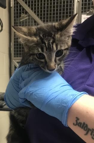 Unknown - Domestic Short Hair