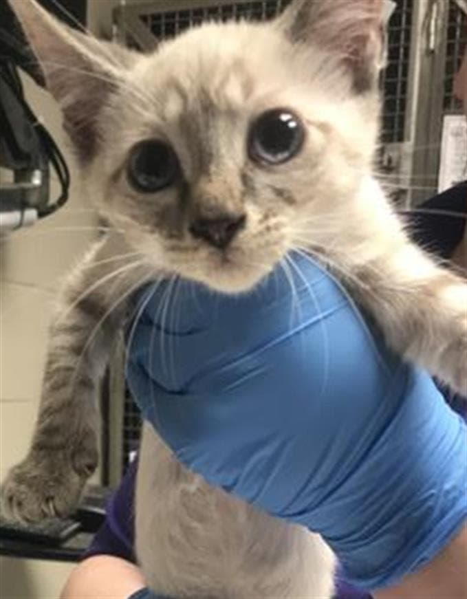 Unknown - Domestic Short Hair