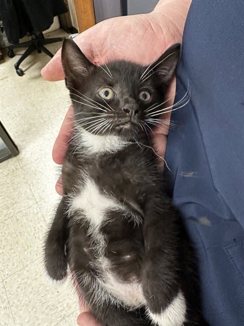 Spanky - Domestic Short Hair