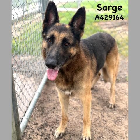 Sarge - German Shepherd Dog