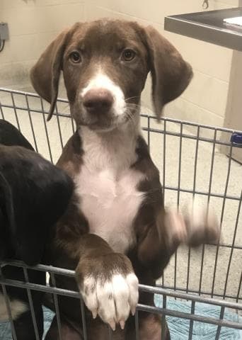 Guppy - Labrador Retriever