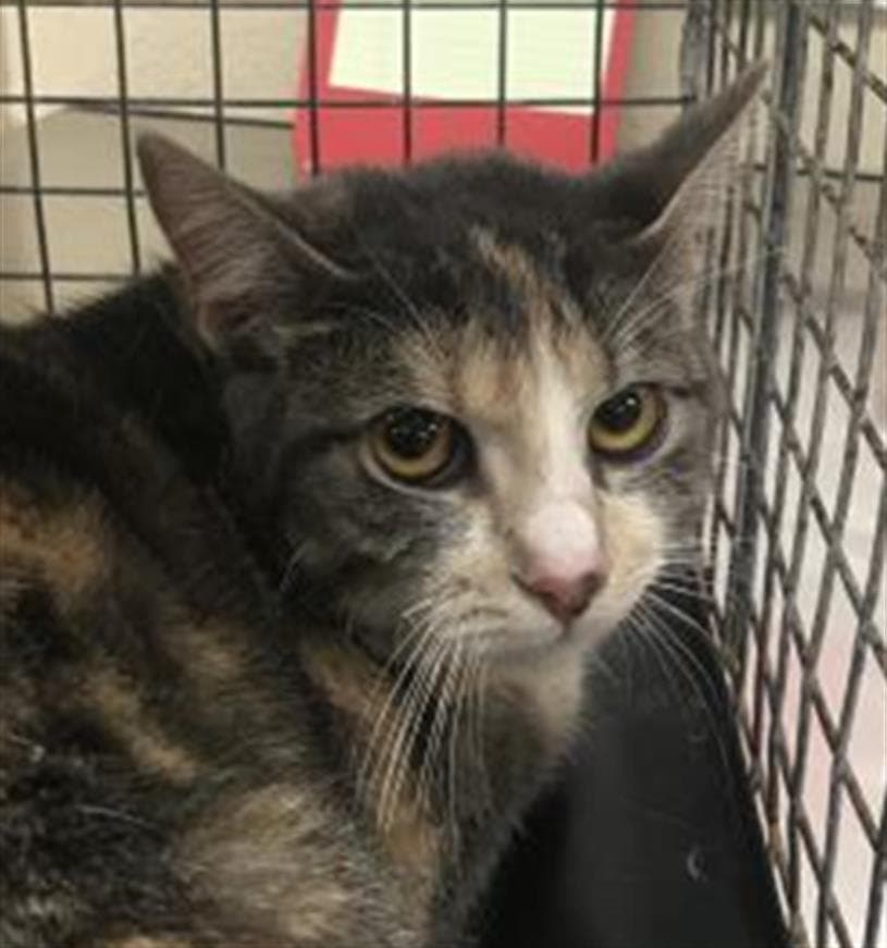 Star - Domestic Short Hair