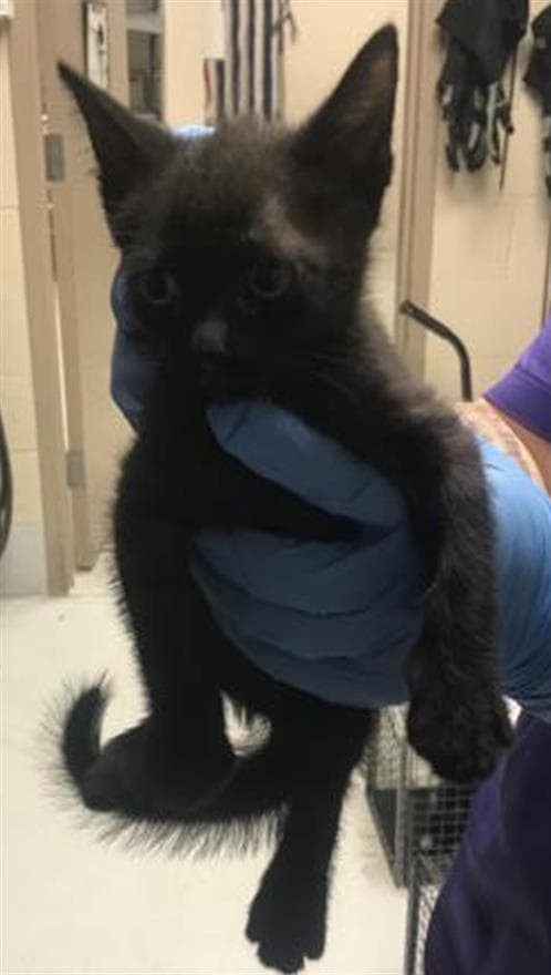 Unknown - Domestic Short Hair