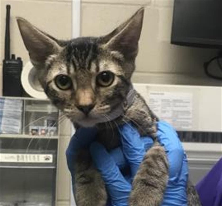 Unknown - Domestic Short Hair