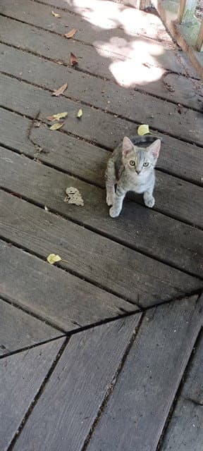 Unknown - Domestic Short Hair