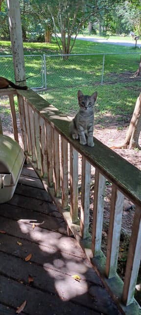 Unknown - Domestic Short Hair