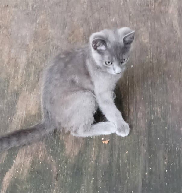 Unknown - Domestic Short Hair