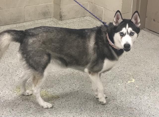 Unknown - Siberian Husky