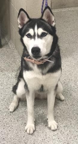 Unknown - Siberian Husky