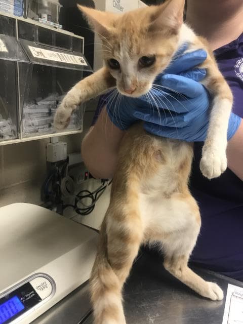 Unknown - Domestic Short Hair