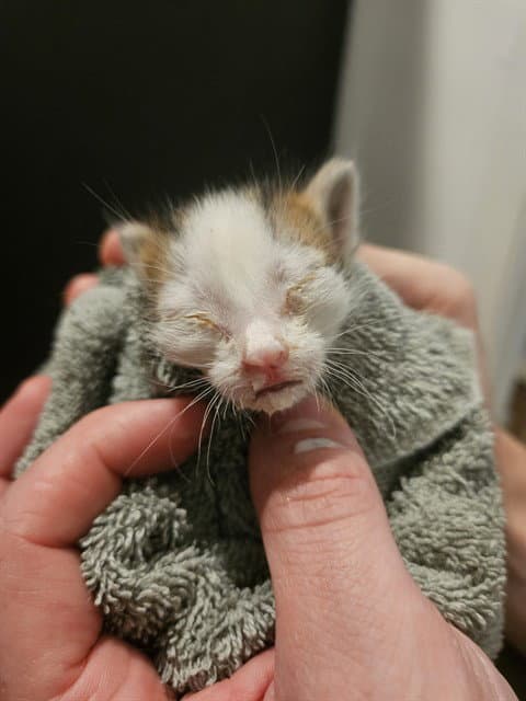Snickers - Domestic Short Hair
