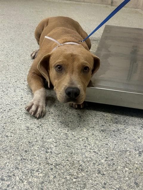 Unknown - Pit Bull Terrier
