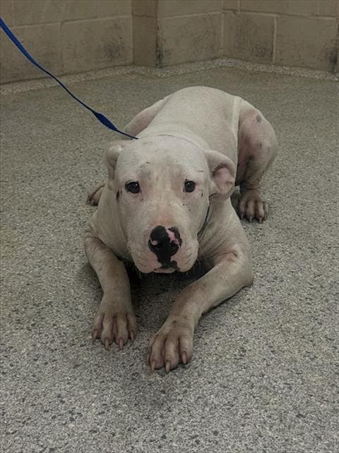 Conrad - Pit Bull Terrier