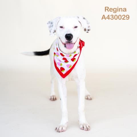 Regina - Pit Bull Terrier