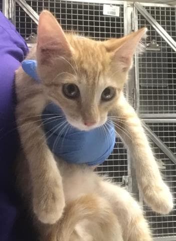 Unknown - Domestic Short Hair