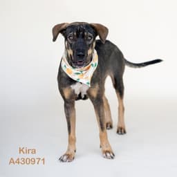 Kira image 1