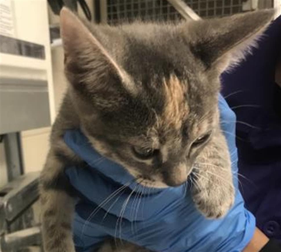 Unknown - Domestic Short Hair