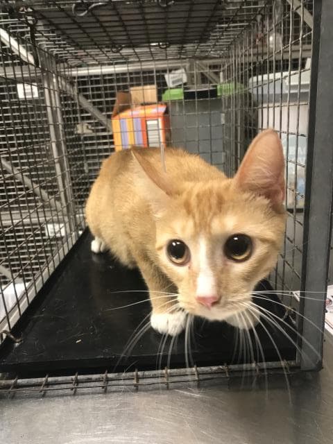 Unknown - Domestic Short Hair