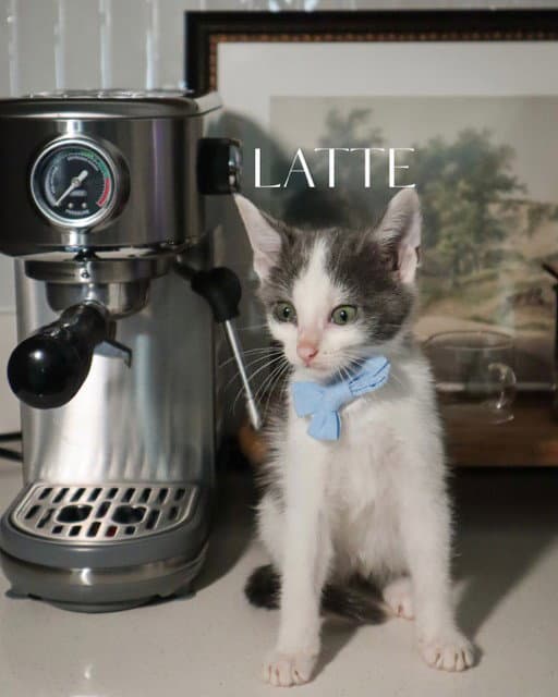 Latte - Domestic Short Hair