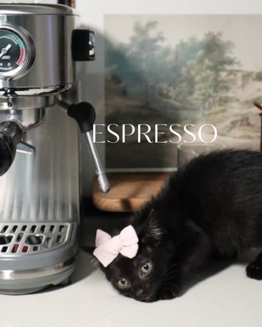 Espresso - Domestic Short Hair